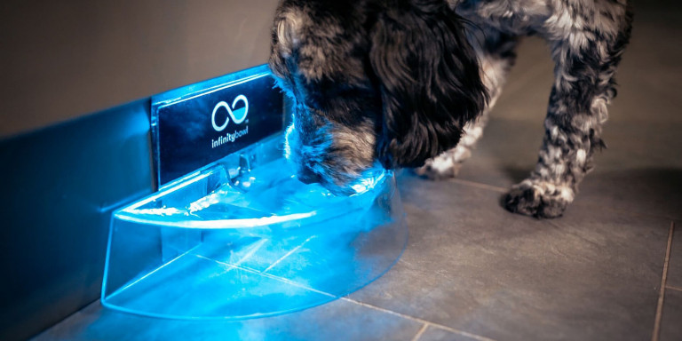 Dog drinking water in the Infinity Bowl